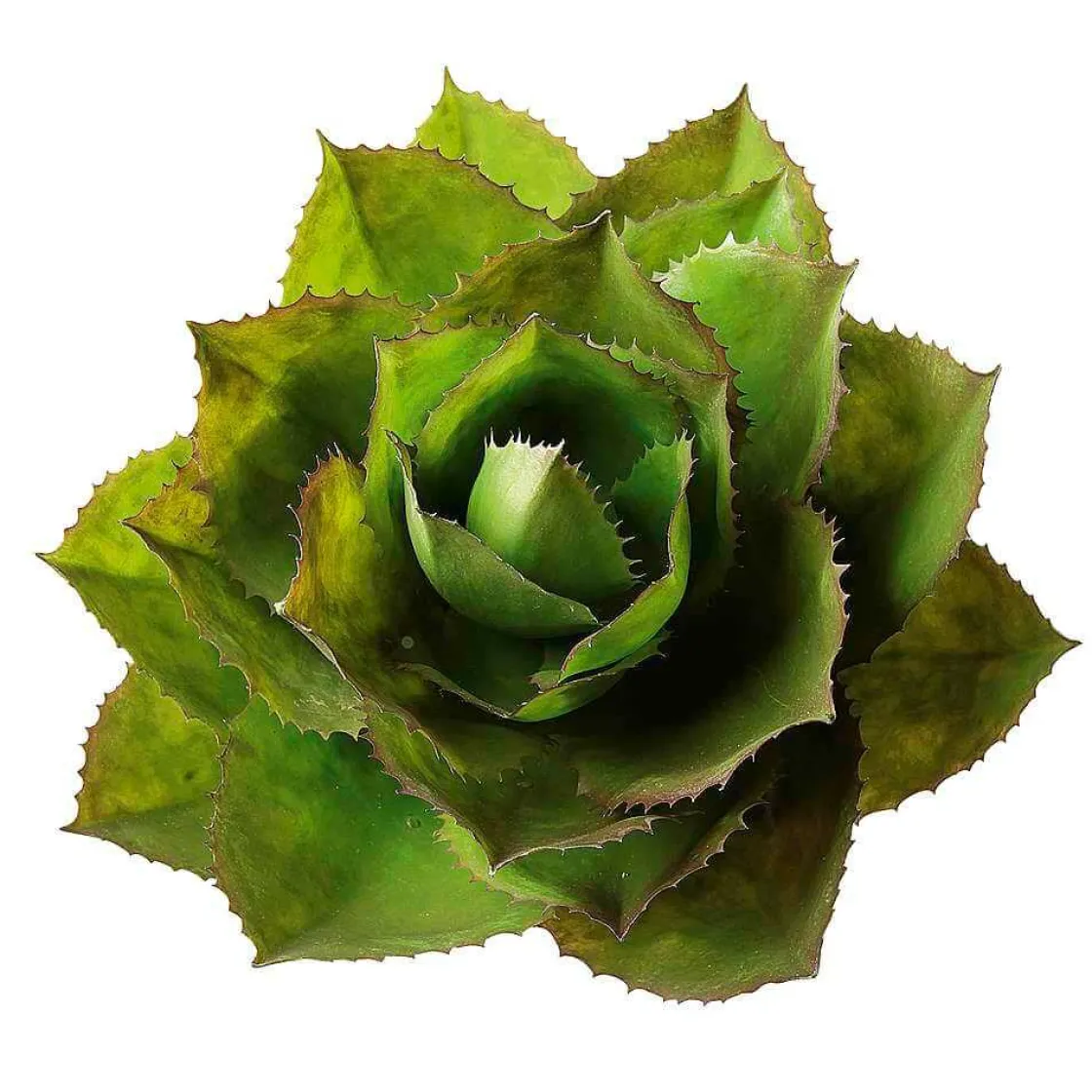 DecoWoerner Plantas De Interior>Agave Parryi Artificial Sin Maceta, 38 Cm Ø