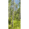 DecoWoerner Pancartas De Primavera|Decoración De Primavera>Bandera De Tela Ignífuga "Bosque De Abedules En Primavera" 75 X 180 Cm