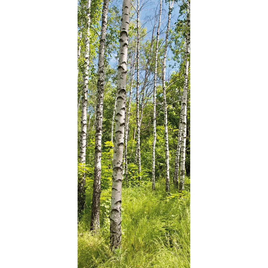 DecoWoerner Pancartas De Primavera|Decoración De Primavera>Bandera De Tela Ignífuga "Bosque De Abedules En Primavera" 75 X 180 Cm