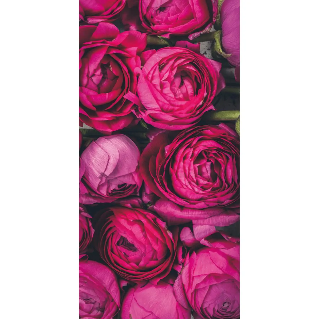 DecoWoerner Decoración Temática|Pancartas De Primavera>Bandera De Tela Ignífuga "flores De Ranúnculo " De Tela De Bandera 100 X 200 Cm