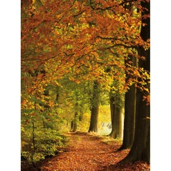 DecoWoerner Bandera Xxl>Bandera De Tela XL "Bosque De Otoño" De Tela De Bandera Ignífuga 150 X 200 Cm