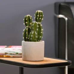 DecoWoerner Plantas De Interior><noscript><img width=