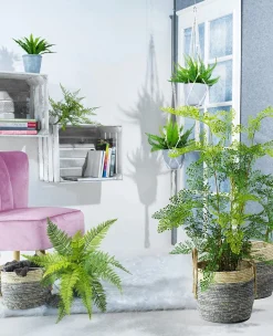 DecoWoerner Decoración Natural|Decoración Temática><noscript><img width=