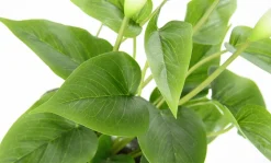 DecoWoerner Plantas De Interior|Flores Artificiales>Calla Planta Artificial Blanca 40 Cm En Maceta