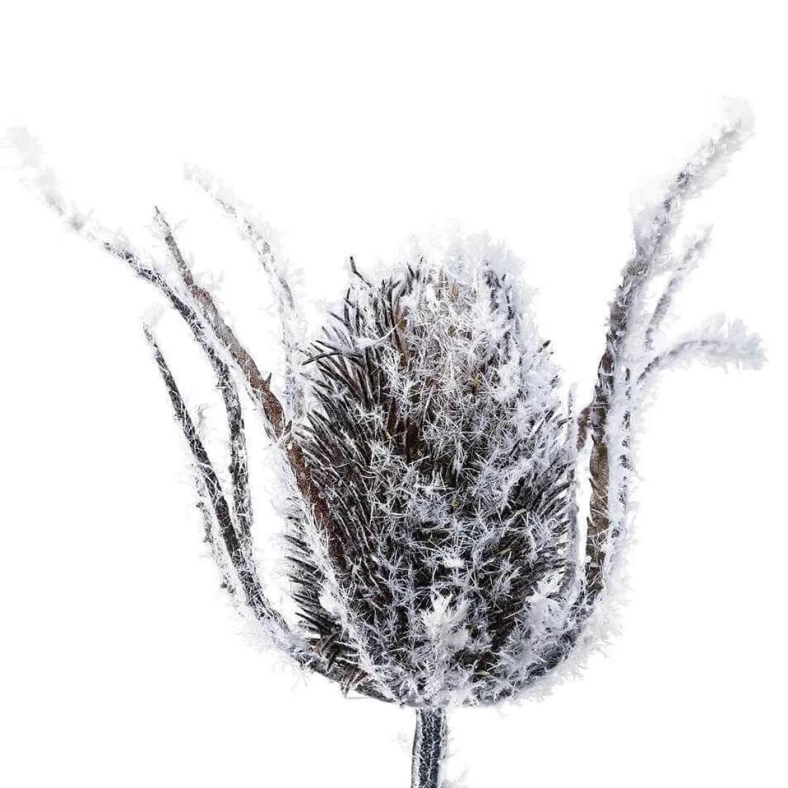 DecoWoerner Decoración De Invierno|Ramas Y Ramitas>Cardo De Rama Artístico Nevado, 74 Cm