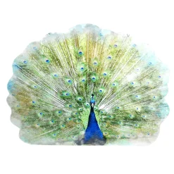 DecoWoerner Decoración De Animales|Decoración De Primavera>Colgante De Exposición "Pavo Real" Anchura 62 Cm