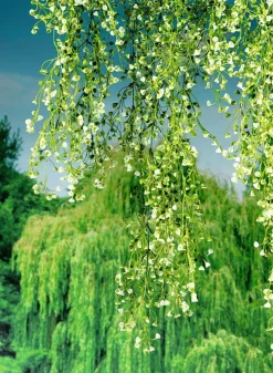 DecoWoerner Plantas Verdes|Plantas Colgantes><noscript><img width=