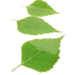 DecoWoerner Decoración De Primavera>Conjunto De Hojas De Abedul