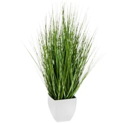 DecoWoerner Plantas De Interior|Hierba Decorativa>Deco Hierba Cebra En Maceta Blanca 78 Cm