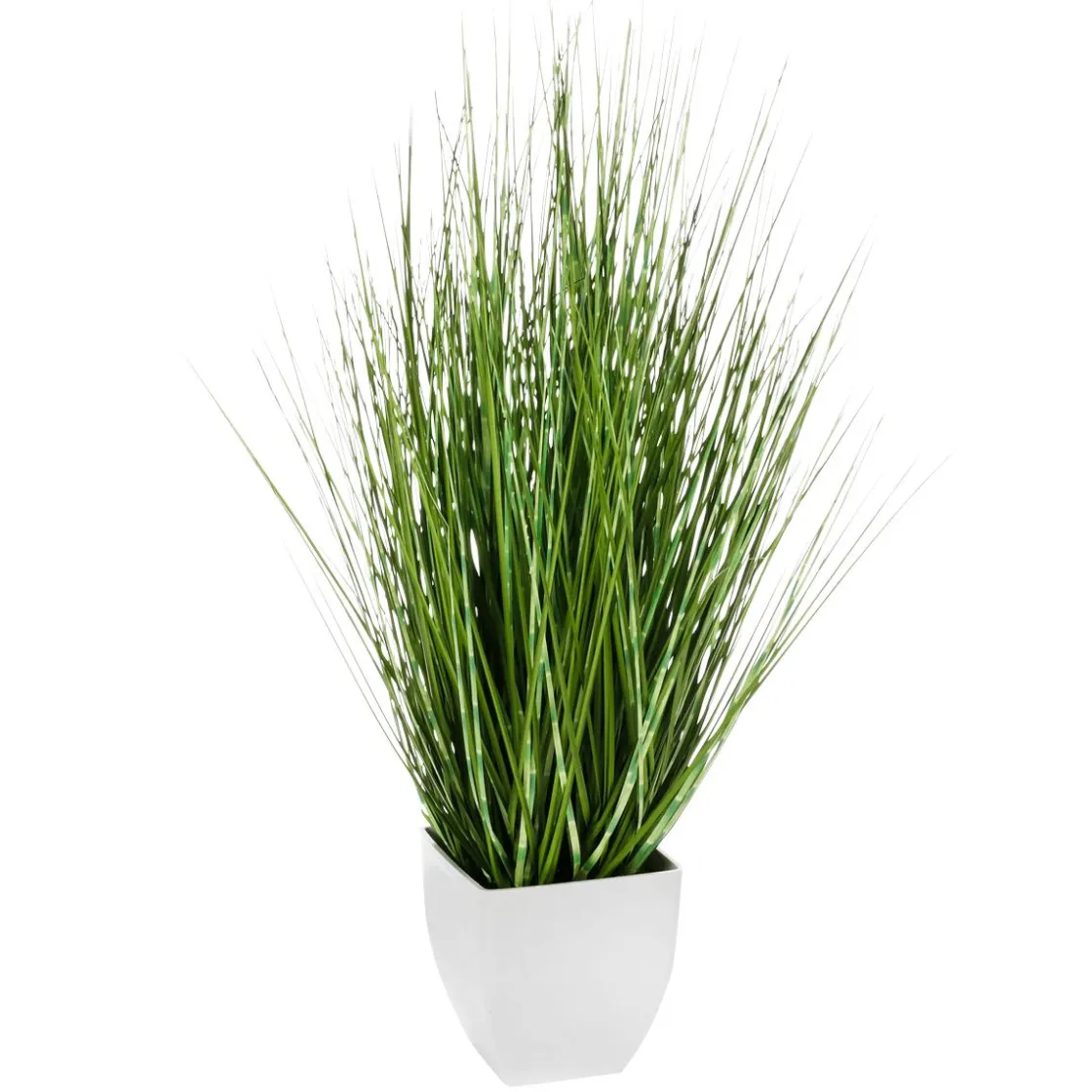 DecoWoerner Plantas De Interior|Hierba Decorativa>Deco Hierba Cebra En Maceta Blanca 78 Cm