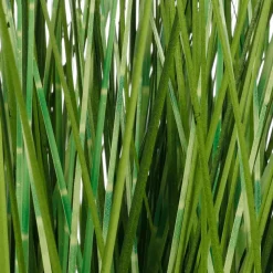 DecoWoerner Plantas De Interior|Hierba Decorativa>Deco Hierba Cebra En Maceta Blanca 78 Cm