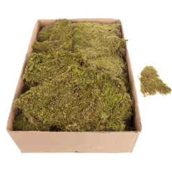 DecoWoerner Decoración Natural|Césped Artificial>Esteras De Musgo, Placas De Musgo 2 Kg