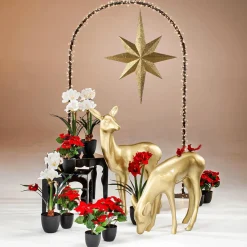DecoWoerner Decoración Navideña Xxl|Estrella De Navidad><noscript><img width=