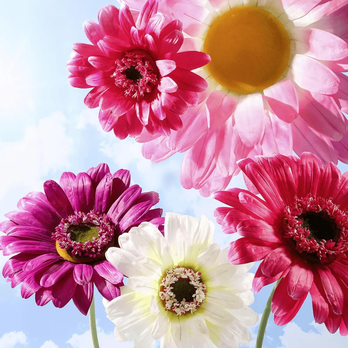 DecoWoerner Decoración De Primavera|Cabezas De Flores Artificiales>Flor De Gerbera Gigante Artificial,