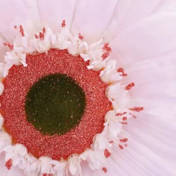 DecoWoerner Decoración De Primavera|Cabezas De Flores Artificiales>Gerbera Gigante, 45 Cm Ø,