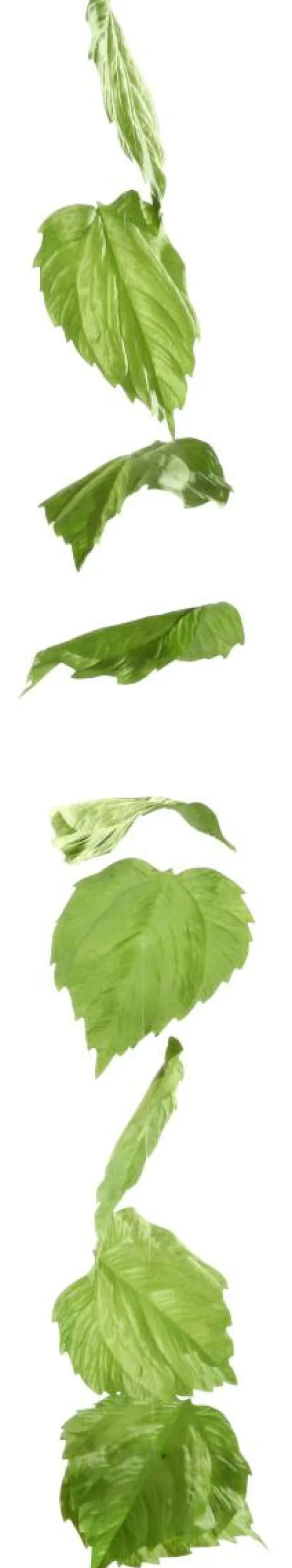 DecoWoerner Decoración De Primavera|Decoración De Otoño>Guirnalda Artificial De Hojas De Abedul 160 Cm