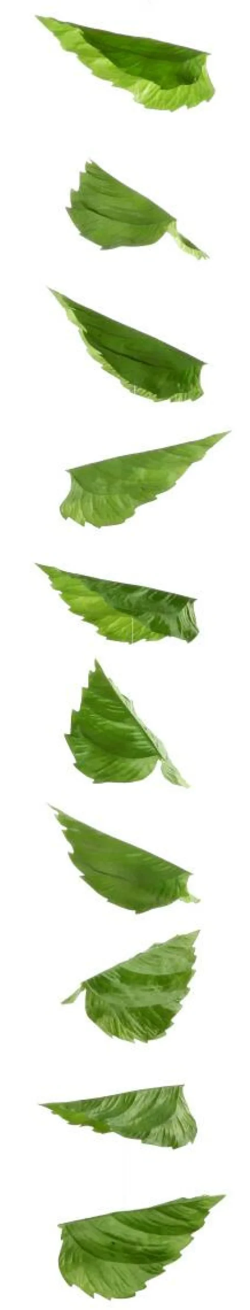 DecoWoerner Decoración De Primavera|Decoración De Otoño>Guirnalda Artificial De Hojas De Abedul 160 Cm