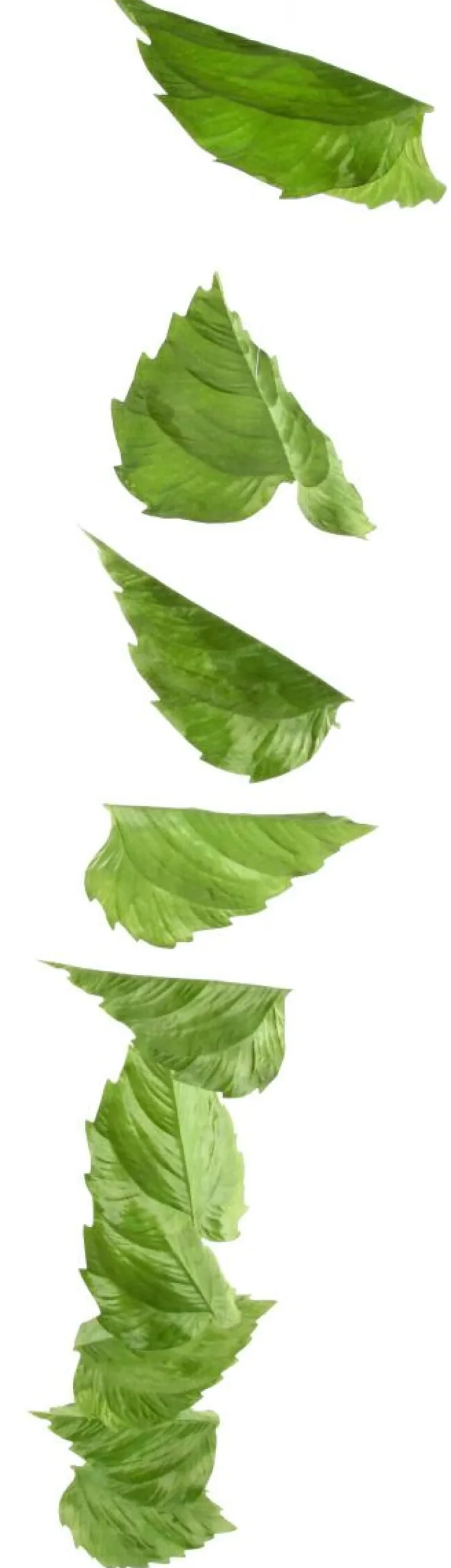 DecoWoerner Decoración De Primavera|Decoración De Otoño>Guirnalda Artificial De Hojas De Abedul 160 Cm