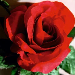 DecoWoerner Decoración Temática|Guirnaldas Y Vides>Guirnalda De Rosas Artificial 180 Cm, Color