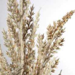 DecoWoerner Ramas Y Ramitas>Hierba De La Pampa De Caña Decorativa, 94 Cm