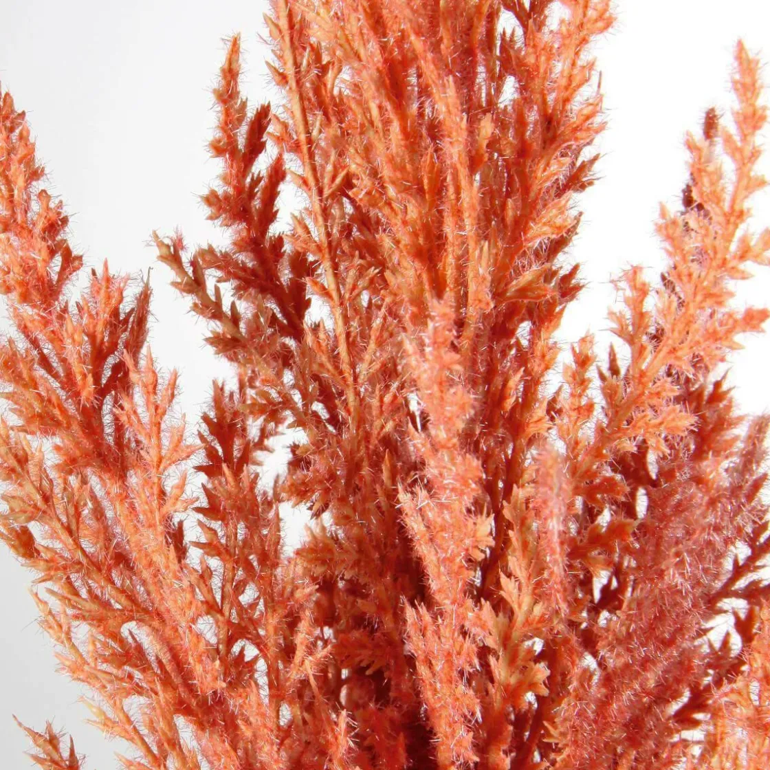 DecoWoerner Ramas Y Ramitas>Hierba De La Pampa De Caña Decorativa, 94 Cm