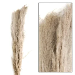 DecoWoerner Decoración Natural|Hierba Decorativa>Hierba De La Pampa Seca De Verdad Paquete De Tres 150 Cm