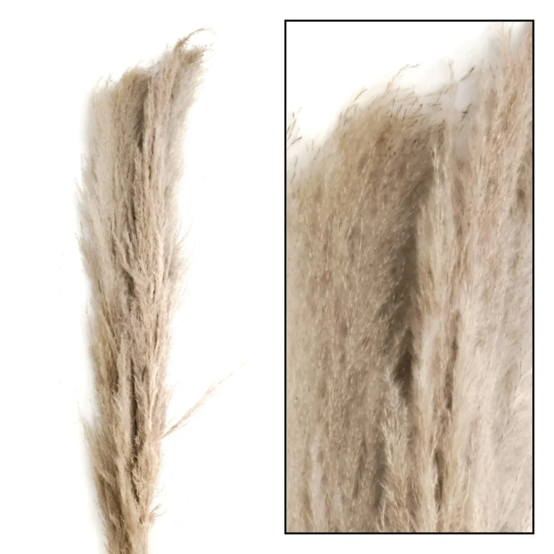 DecoWoerner Decoración Natural|Hierba Decorativa>Hierba De La Pampa Seca De Verdad Paquete De Tres 150 Cm