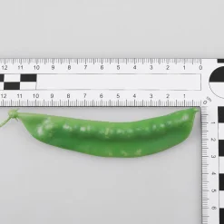 DecoWoerner Verduras Y Hierbas>Imitación De Ejotes, 24 Piezas