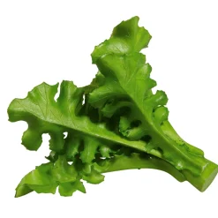DecoWoerner Verduras Y Hierbas>Imitación De Ensalada De Rúgula, Ø 16 Cm, 2 Piezas