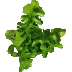 DecoWoerner Verduras Y Hierbas><noscript><img width=