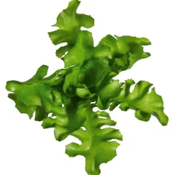 DecoWoerner Verduras Y Hierbas><noscript><img width=