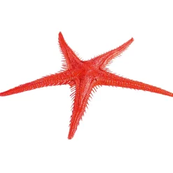 DecoWoerner Decoración De Verano|Pescados Y Mariscos>Imitación De Estrella Do Mar, 2 Piezas