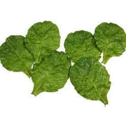 DecoWoerner Verduras Y Hierbas>Imitación De Hojas De Espinaca , 6 Piezas