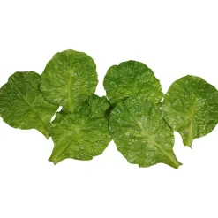 DecoWoerner Verduras Y Hierbas>Imitación De Hojas De Espinaca , 6 Piezas