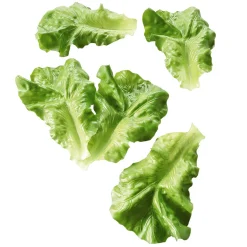 DecoWoerner Verduras Y Hierbas>Imitación De Hojas De Lechuga , 5 Piezas