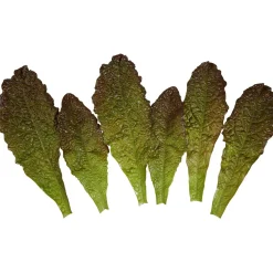 DecoWoerner Verduras Y Hierbas>Imitación De Hojas De Lechuga Romana - Rojo, 6 Piezas
