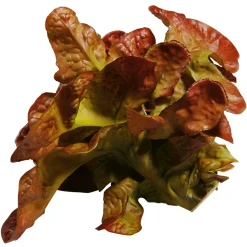 DecoWoerner Verduras Y Hierbas><noscript><img width=