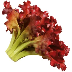 DecoWoerner Verduras Y Hierbas>Imitación De Lechuga Lollo Rosso, Ø 16 Cm