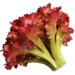 DecoWoerner Verduras Y Hierbas>Imitación De Lechuga Lollo Rosso, Ø 16 Cm