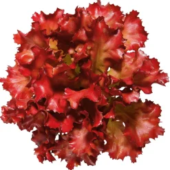 DecoWoerner Verduras Y Hierbas><noscript><img width=