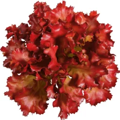 DecoWoerner Verduras Y Hierbas><noscript><img width=