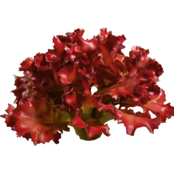 DecoWoerner Verduras Y Hierbas><noscript><img width=