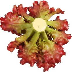 DecoWoerner Verduras Y Hierbas><noscript><img width=