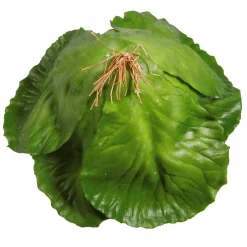 DecoWoerner Verduras Y Hierbas><noscript><img width=