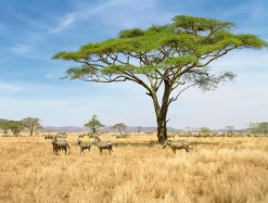 DecoWoerner Pancartas De Verano|Bandera Xxl>Lona XXL "African Savannah" Lona Ignífuga Para Camiones De Gran Formato 250 X 330 Cm