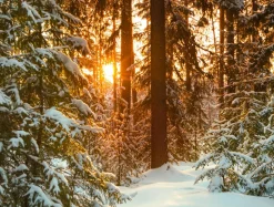 DecoWoerner Pancartas De Navidad E Invierno|Decoración Navideña Xxl>Lona XXL "Amanecer En El Bosque De Invierno" De Lona De Camión Ignífuga 250 X 330 Cm