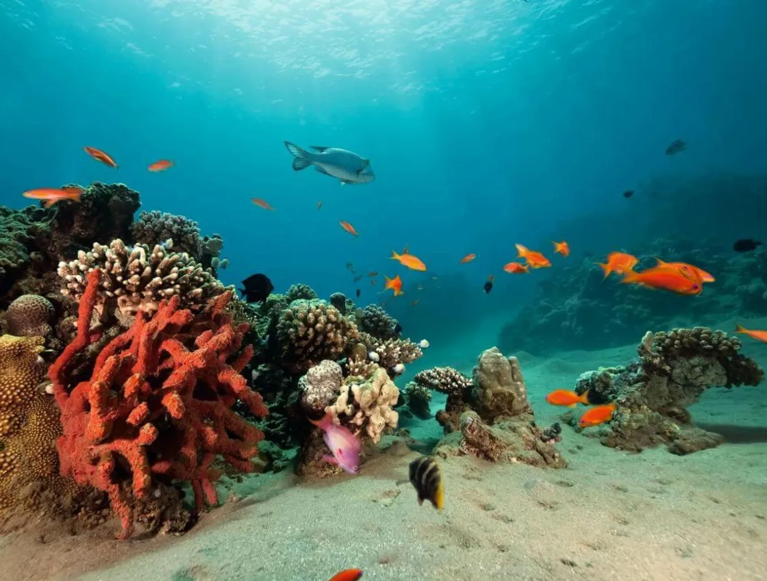 DecoWoerner Bandera Xxl|Decoración Temática>Lona XXL Arrecife De Coral Con Peces Exóticos 2,5 X 3,3 M