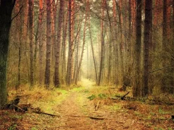 DecoWoerner Pancartas De Otoño|Bandera Xxl>Lona XXL "Sendero Del Bosque Otoñal" Súper Gran Formato De Lona De Camión Ignífuga 250 X 330 Cm