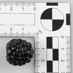 DecoWoerner Frutas>Maniquí De Moras, 24 Piezas