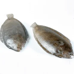 DecoWoerner Pescados Y Mariscos>Maniquí De Solla, 2 Piezas